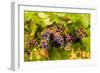 USA, Washington, Okanogan Valley. Pinot Grapes Ripen During Veraison-Richard Duval-Framed Photographic Print