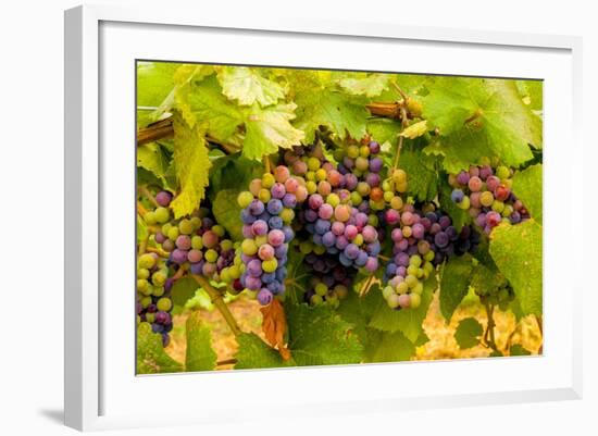 USA, Washington, Okanogan Valley. Pinot Grapes Ripen During Veraison-Richard Duval-Framed Photographic Print