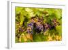 USA, Washington, Okanogan Valley. Pinot Grapes Ripen During Veraison-Richard Duval-Framed Photographic Print