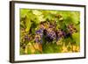 USA, Washington, Okanogan Valley. Pinot Grapes Ripen During Veraison-Richard Duval-Framed Photographic Print