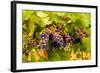 USA, Washington, Okanogan Valley. Pinot Grapes Ripen During Veraison-Richard Duval-Framed Photographic Print