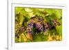 USA, Washington, Okanogan Valley. Pinot Grapes Ripen During Veraison-Richard Duval-Framed Photographic Print