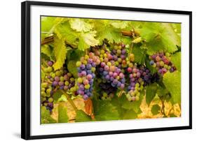 USA, Washington, Okanogan Valley. Pinot Grapes Ripen During Veraison-Richard Duval-Framed Photographic Print