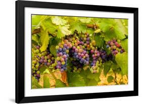 USA, Washington, Okanogan Valley. Pinot Grapes Ripen During Veraison-Richard Duval-Framed Photographic Print