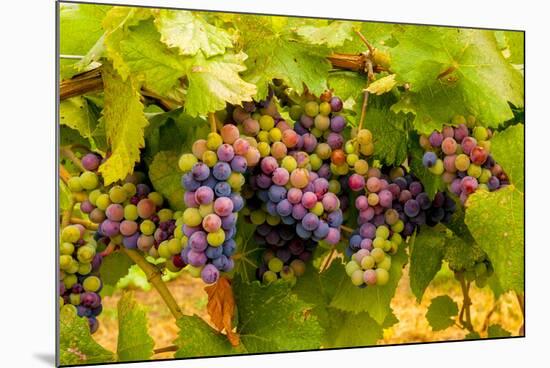 USA, Washington, Okanogan Valley. Pinot Grapes Ripen During Veraison-Richard Duval-Mounted Photographic Print