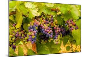 USA, Washington, Okanogan Valley. Pinot Grapes Ripen During Veraison-Richard Duval-Mounted Photographic Print