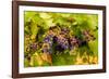 USA, Washington, Okanogan Valley. Pinot Grapes Ripen During Veraison-Richard Duval-Framed Photographic Print