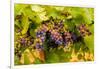 USA, Washington, Okanogan Valley. Pinot Grapes Ripen During Veraison-Richard Duval-Framed Photographic Print