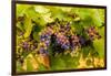 USA, Washington, Okanogan Valley. Pinot Grapes Ripen During Veraison-Richard Duval-Framed Photographic Print