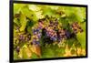 USA, Washington, Okanogan Valley. Pinot Grapes Ripen During Veraison-Richard Duval-Framed Photographic Print