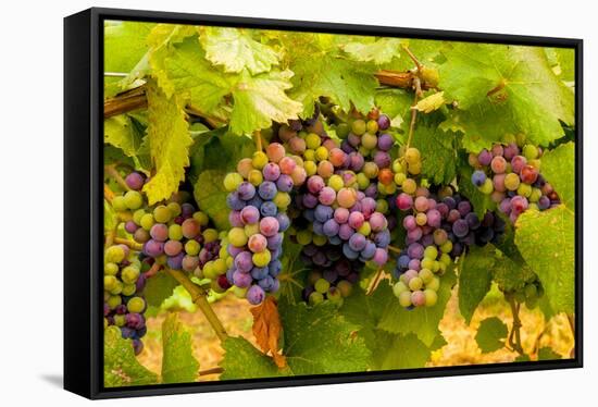 USA, Washington, Okanogan Valley. Pinot Grapes Ripen During Veraison-Richard Duval-Framed Stretched Canvas