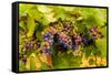 USA, Washington, Okanogan Valley. Pinot Grapes Ripen During Veraison-Richard Duval-Framed Stretched Canvas