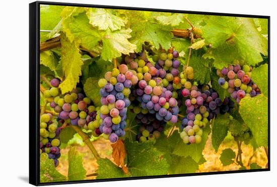 USA, Washington, Okanogan Valley. Pinot Grapes Ripen During Veraison-Richard Duval-Framed Stretched Canvas