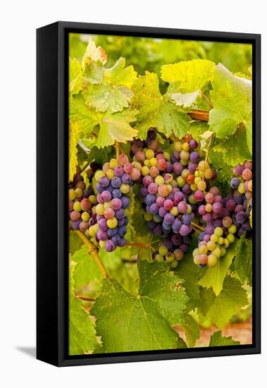 USA, Washington, Okanogan Valley. Pinot Grapes Ripen During Veraison-Richard Duval-Framed Stretched Canvas