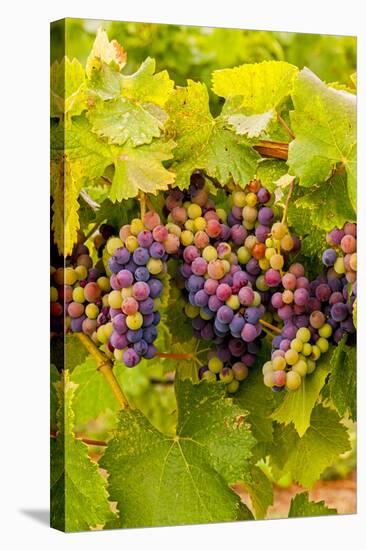 USA, Washington, Okanogan Valley. Pinot Grapes Ripen During Veraison-Richard Duval-Stretched Canvas