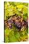 USA, Washington, Okanogan Valley. Pinot Grapes Ripen During Veraison-Richard Duval-Stretched Canvas