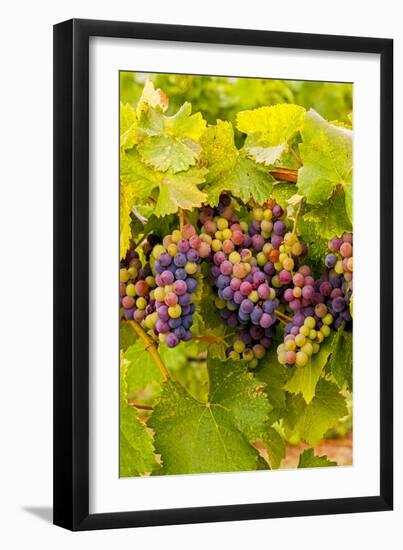 USA, Washington, Okanogan Valley. Pinot Grapes Ripen During Veraison-Richard Duval-Framed Premium Photographic Print