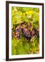 USA, Washington, Okanogan Valley. Pinot Grapes Ripen During Veraison-Richard Duval-Framed Premium Photographic Print