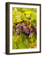 USA, Washington, Okanogan Valley. Pinot Grapes Ripen During Veraison-Richard Duval-Framed Photographic Print