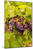 USA, Washington, Okanogan Valley. Pinot Grapes Ripen During Veraison-Richard Duval-Mounted Photographic Print