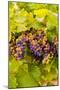 USA, Washington, Okanogan Valley. Pinot Grapes Ripen During Veraison-Richard Duval-Mounted Photographic Print