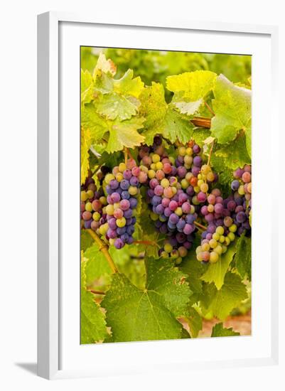 USA, Washington, Okanogan Valley. Pinot Grapes Ripen During Veraison-Richard Duval-Framed Photographic Print