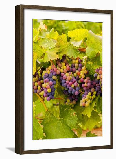 USA, Washington, Okanogan Valley. Pinot Grapes Ripen During Veraison-Richard Duval-Framed Photographic Print