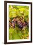 USA, Washington, Okanogan Valley. Pinot Grapes Ripen During Veraison-Richard Duval-Framed Photographic Print