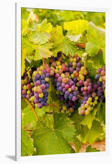 USA, Washington, Okanogan Valley. Pinot Grapes Ripen During Veraison-Richard Duval-Framed Photographic Print