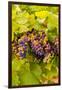 USA, Washington, Okanogan Valley. Pinot Grapes Ripen During Veraison-Richard Duval-Framed Photographic Print
