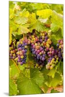 USA, Washington, Okanogan Valley. Pinot Grapes Ripen During Veraison-Richard Duval-Mounted Premium Photographic Print