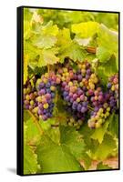 USA, Washington, Okanogan Valley. Pinot Grapes Ripen During Veraison-Richard Duval-Framed Stretched Canvas