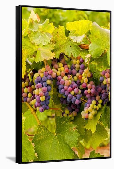 USA, Washington, Okanogan Valley. Pinot Grapes Ripen During Veraison-Richard Duval-Framed Stretched Canvas