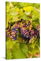 USA, Washington, Okanogan Valley. Pinot Grapes Ripen During Veraison-Richard Duval-Stretched Canvas