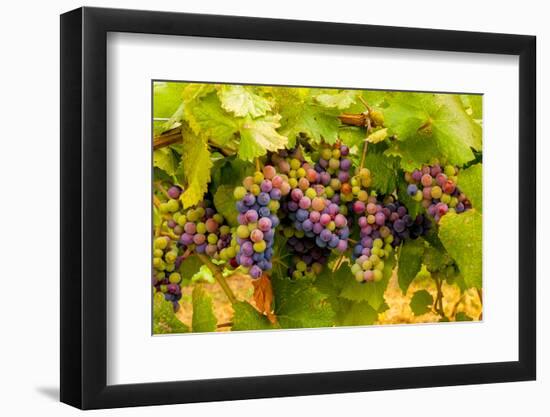 USA, Washington, Okanogan Valley. Pinot Grapes Ripen During Veraison-Richard Duval-Framed Photographic Print