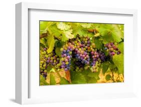 USA, Washington, Okanogan Valley. Pinot Grapes Ripen During Veraison-Richard Duval-Framed Photographic Print