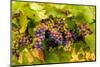 USA, Washington, Okanogan Valley. Pinot Grapes Ripen During Veraison-Richard Duval-Mounted Photographic Print