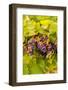 USA, Washington, Okanogan Valley. Pinot Grapes Ripen During Veraison-Richard Duval-Framed Photographic Print