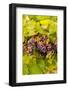 USA, Washington, Okanogan Valley. Pinot Grapes Ripen During Veraison-Richard Duval-Framed Photographic Print