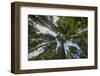 USA, Washington. Old Growth Douglas Fir Tree Canopy, Mt. Rainier-Gary Luhm-Framed Photographic Print