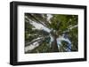 USA, Washington. Old Growth Douglas Fir Tree Canopy, Mt. Rainier-Gary Luhm-Framed Photographic Print