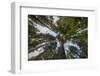 USA, Washington. Old Growth Douglas Fir Tree Canopy, Mt. Rainier-Gary Luhm-Framed Photographic Print