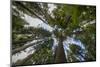 USA, Washington. Old Growth Douglas Fir Tree Canopy, Mt. Rainier-Gary Luhm-Mounted Photographic Print