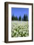 USA, Washington, Olympia NP. High-altitude lilies.-Jones and Shimlock-Framed Photographic Print