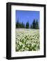 USA, Washington, Olympia NP. High-altitude lilies.-Jones and Shimlock-Framed Photographic Print