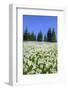 USA, Washington, Olympia NP. High-altitude lilies.-Jones and Shimlock-Framed Photographic Print