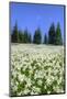 USA, Washington, Olympia NP. High-altitude lilies.-Jones and Shimlock-Mounted Photographic Print