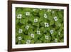 USA, Washington, Olympic Close-Up of Bunchberry Flowers-Jaynes Gallery-Framed Photographic Print