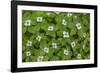 USA, Washington, Olympic Close-Up of Bunchberry Flowers-Jaynes Gallery-Framed Photographic Print
