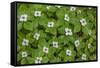 USA, Washington, Olympic Close-Up of Bunchberry Flowers-Jaynes Gallery-Framed Stretched Canvas